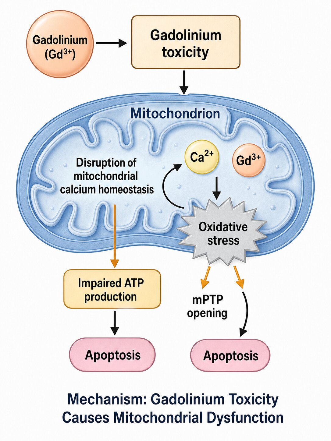 Diagram showing gadolinium toxicity disrupting mitochondrial calcium homeostasis, increasing oxidative stress, impairing ATP production, and contributing to apoptosis